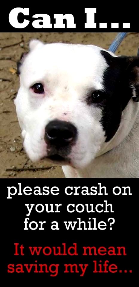 Pit Bull Press - Memes