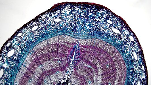 Gymnosperm Stem: Lateral Shoot Development in Five Year Pinus photo