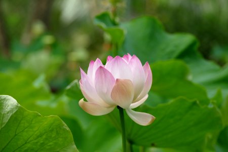 Lotus flower