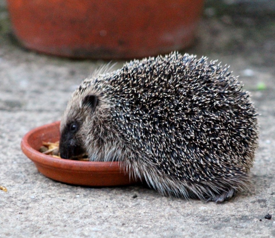Hedgehog side view