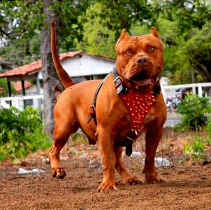 The Pit Bull Press - Pit Bull Photos