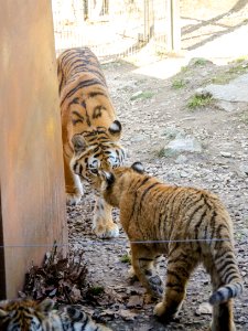 Sermon d'une tigresse photo