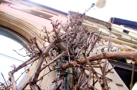 Pied de vigne photo