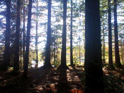 Jogs de lutz dens los arbores