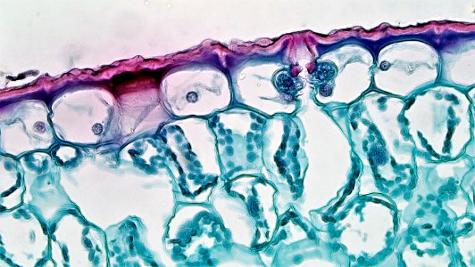 Stoma and guard cells in succulent xerophyte leaf
