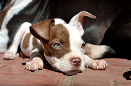 The Pit Bull Press - Pit Bull Photos