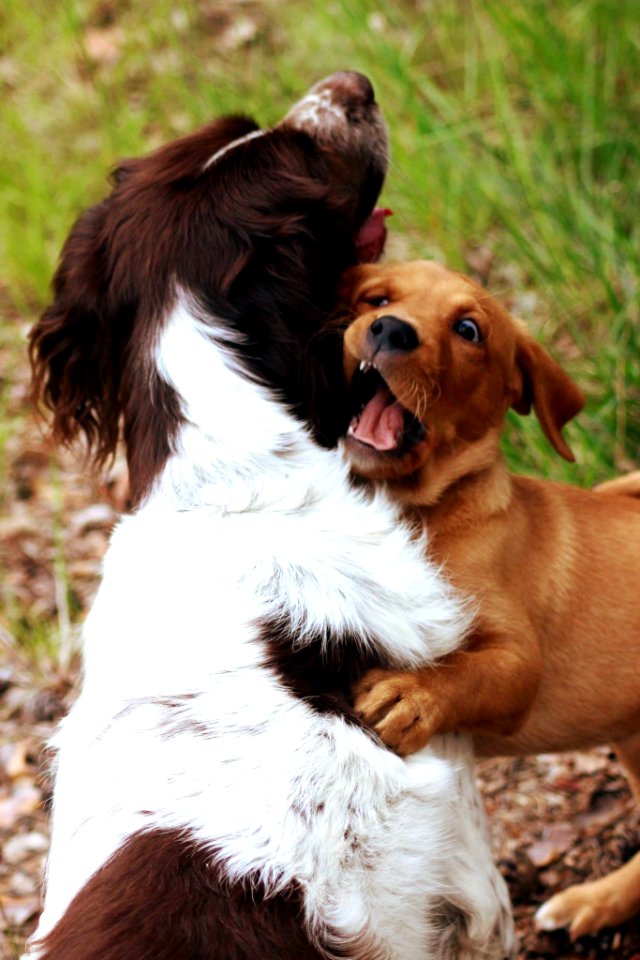 Springerspaniel & labrador