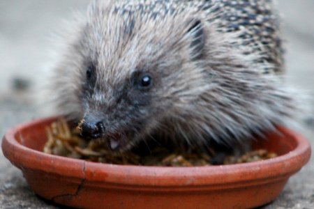 Hedgehog munching mealworms