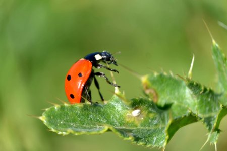 Saut de la coccinelle