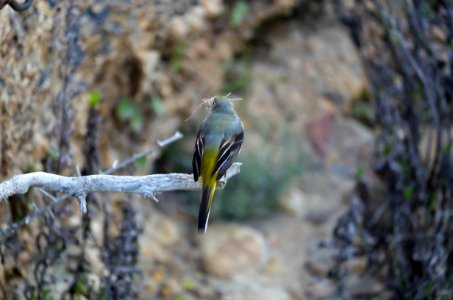 Mésange et son nid