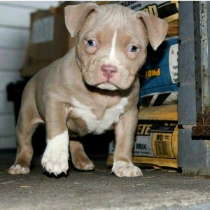 The Pit Bull Press - Pit Bull Photos