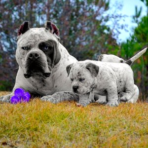The Pit Bull Press - Pit Bull Photos