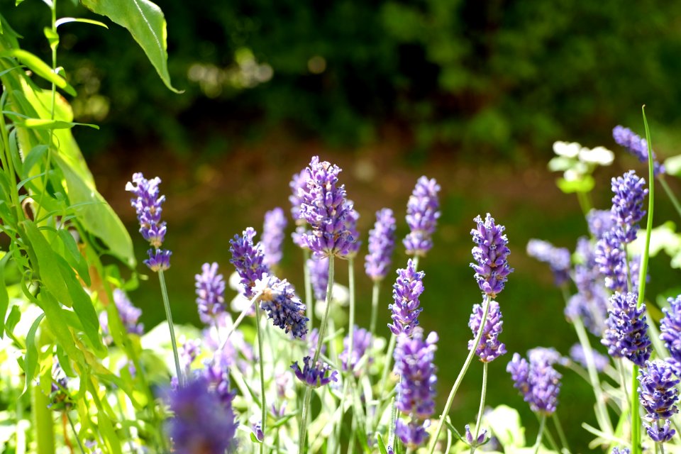 DSCF9035 Lavendel