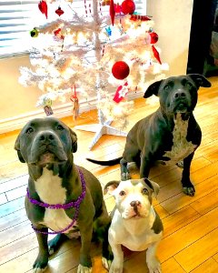 The Pit Bull Press - Pit Bull Photos
