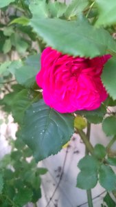 Fleur 2
