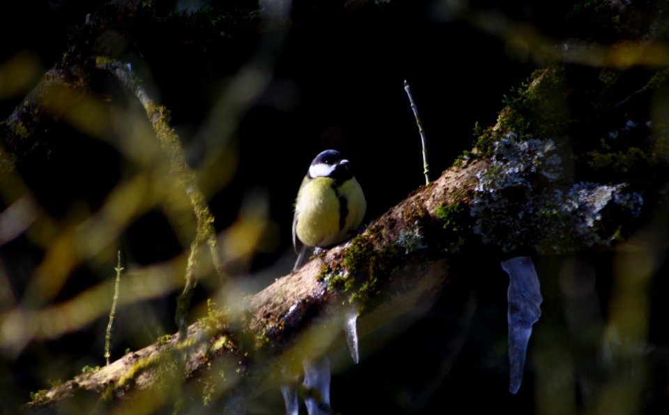 Mésange charbonnière