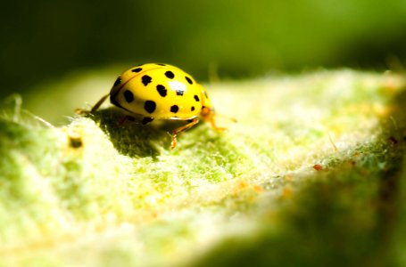 Coccinelle Jaune