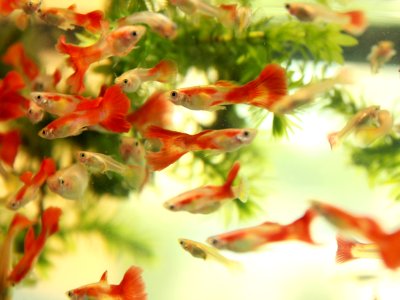 Group of Guppies