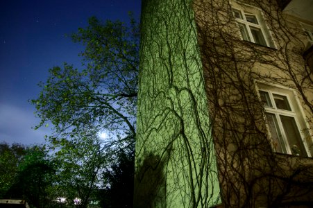 Climbing Vines in Moonlight, Wilmersdorf