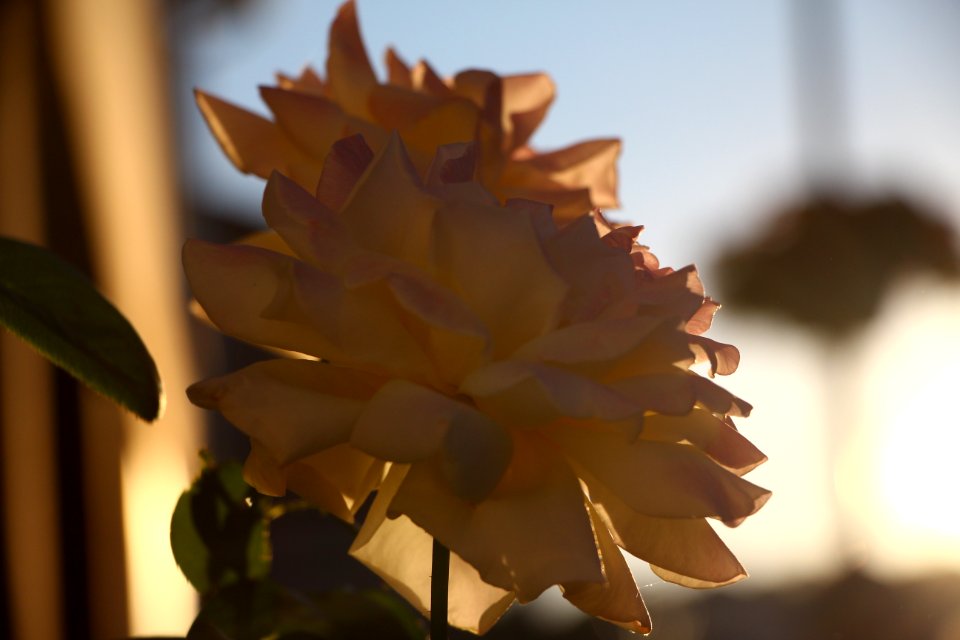 Fleur en soirée peu inspirée