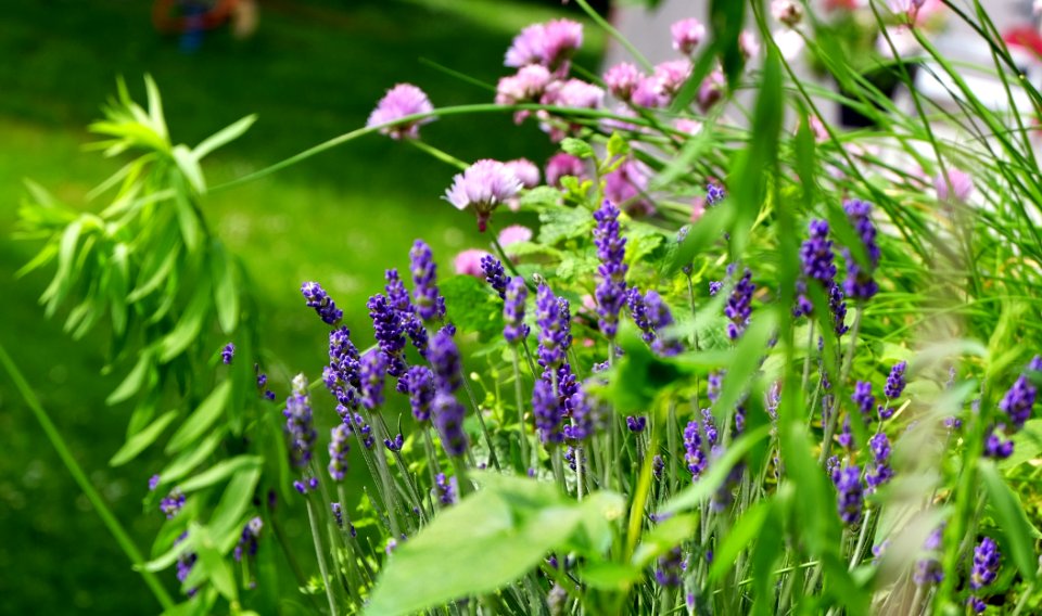 DSCF6062 Lavendel photo