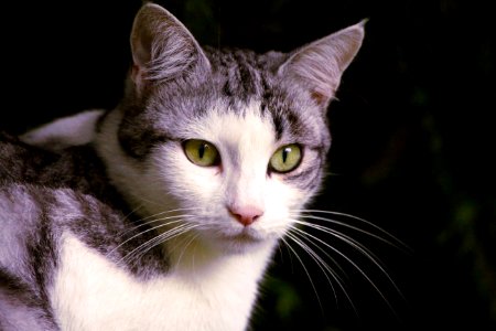 Le regard du chat