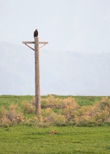 Golden Eagle watching Prairie Dog village
