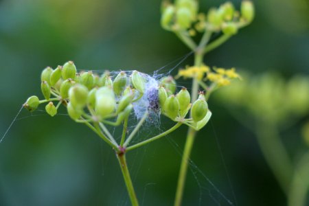 Araignée dans son cocon