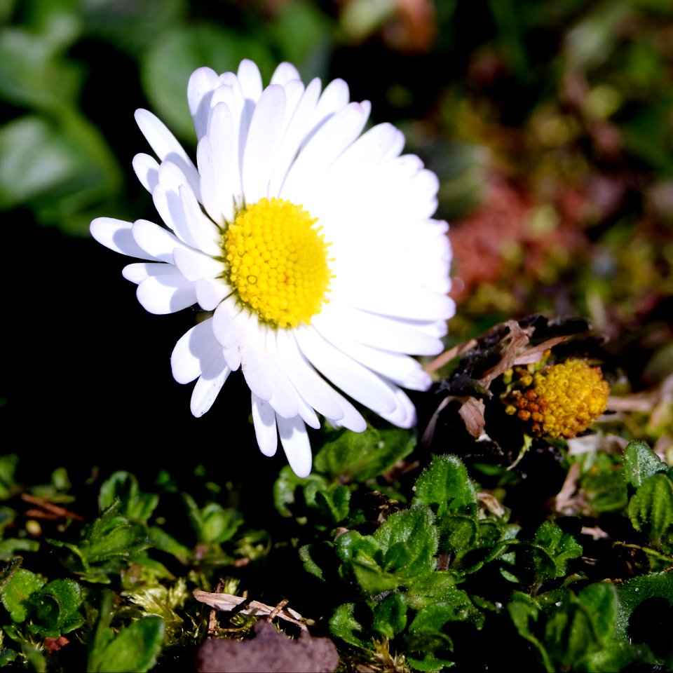 DSCF5916 Gänseblümchen Meike 85 f11