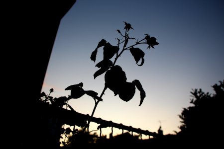 Contre-jour photo