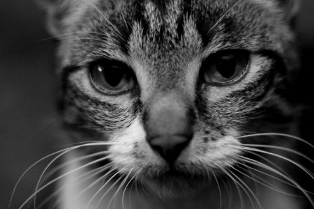 Regard perçant