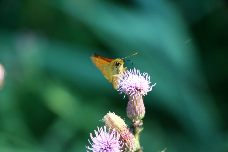 Papillon sur un bleuet sauvage