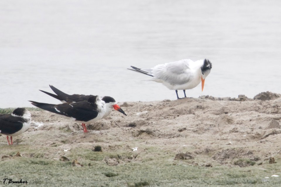 Royal Tern and Skimmers