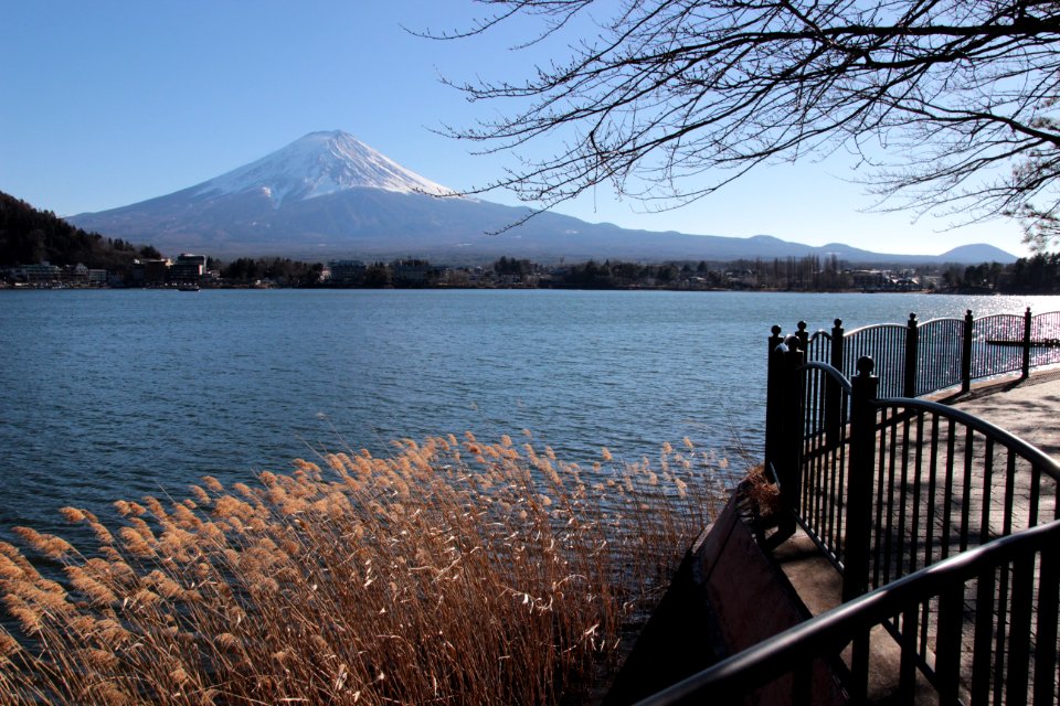 Mt Fuji, Reeds and Lake, Kawaguchiko