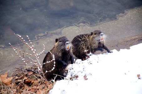 Ragondins de sortie photo