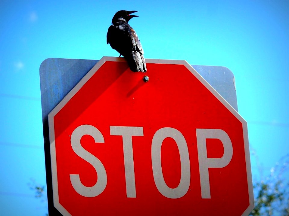 A bird upon a stop-sign