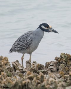 Yellow-crowned Night-Heron photo