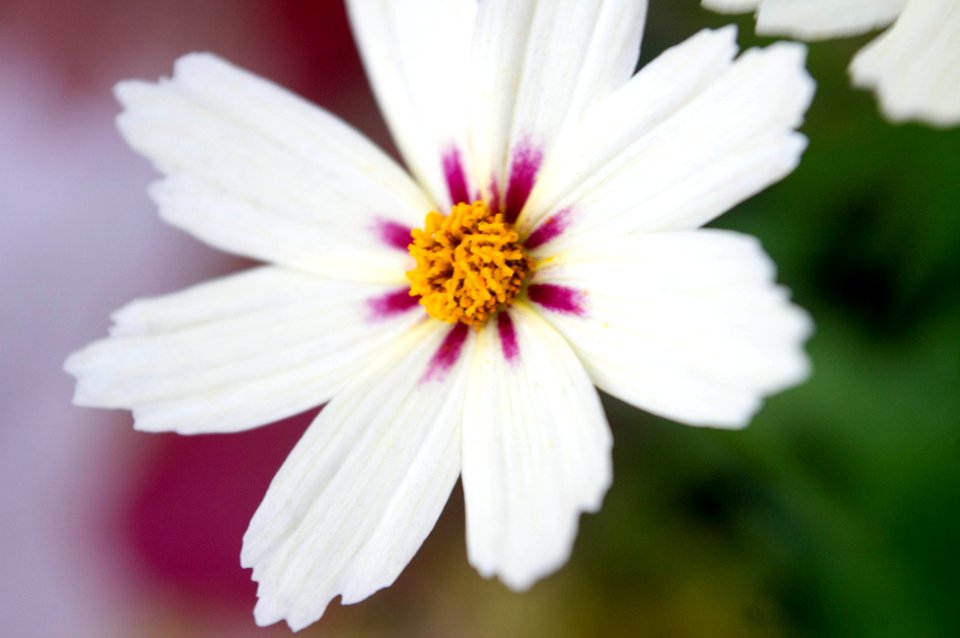 IMGP5192Flower photo