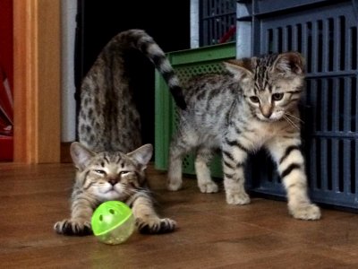 Tabby Kittens Stretching photo