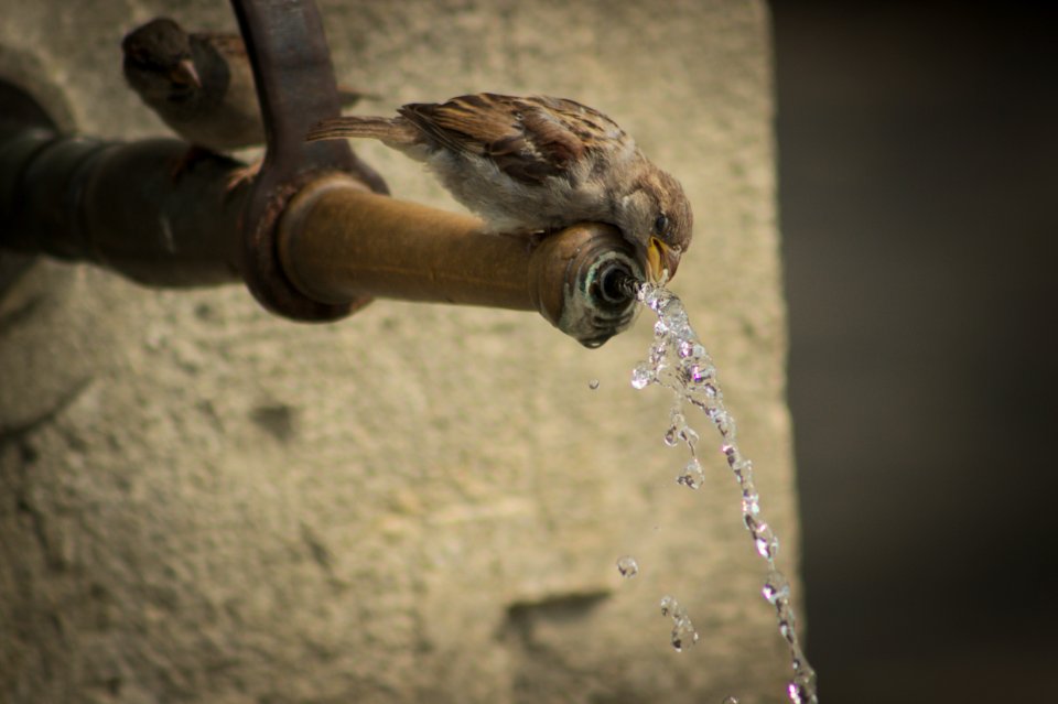 Bird Drinking from Spout near  Rhine Falls, Switzerland
