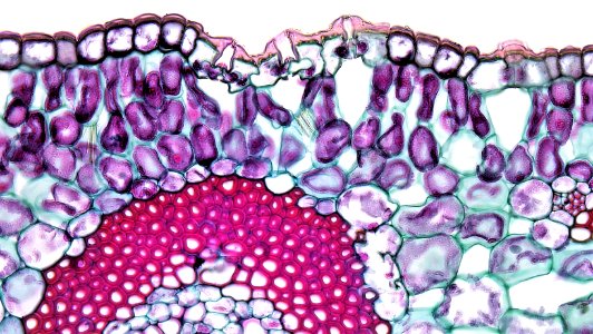 Angiosperm Morphology: Sunken Stomata in Yucca Leaf