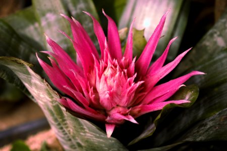 planta