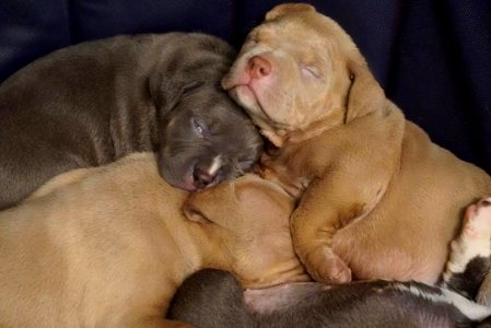 The Pit Bull Press - Pit Bull Photos