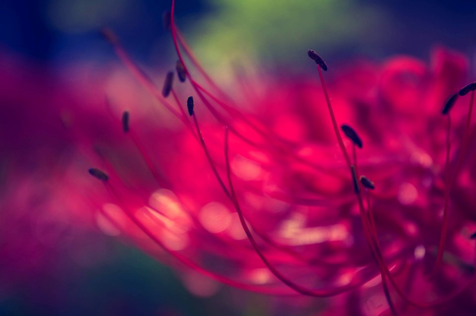 Red spider lily