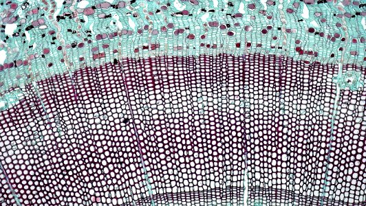 Gymnosperm Stem: Secondary Growth in Four Year Pinus photo