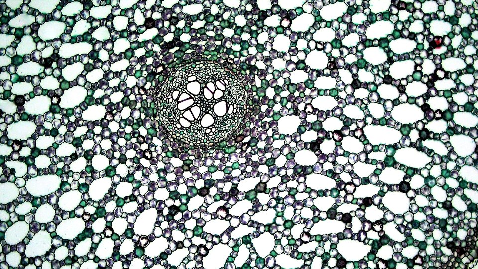 Monocot Root: Aerenchyma in Acorus