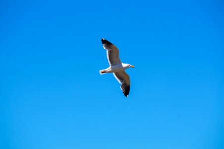 Sea Gull photo