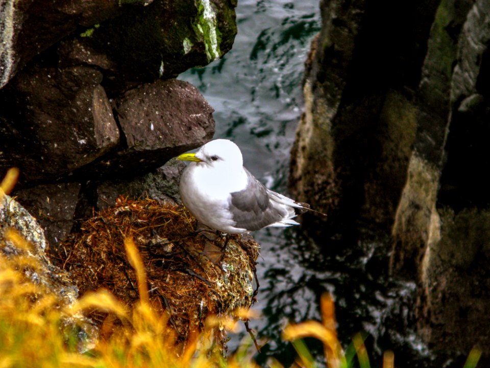 Great black-backed gull, Iceland