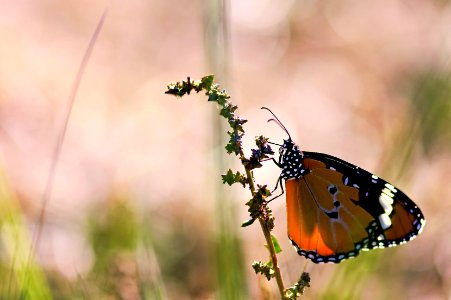 Papillon du soir photo