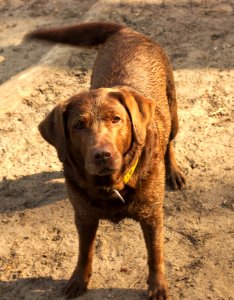 'Mocha' Looking Serious, Krumme Lanke photo